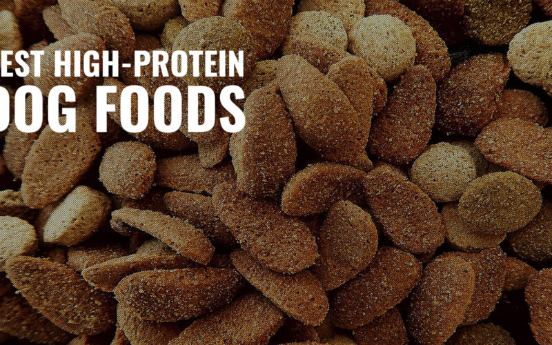 Best High Protein Dog Food