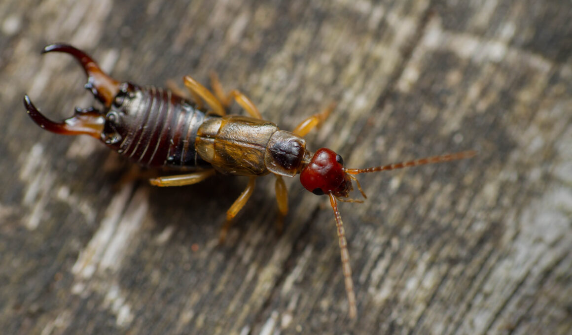 Common Earwigs Found Around Your Home
