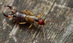 Common Earwigs Found Around Your Home