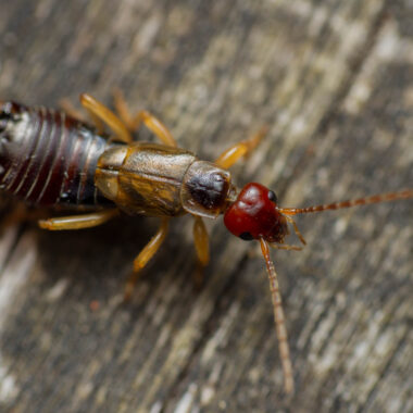 Common Earwigs Found Around Your Home