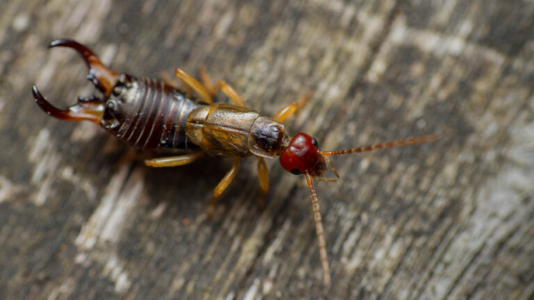 Common Earwigs Found Around Your Home