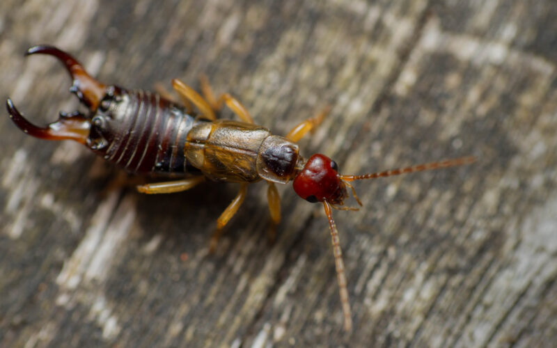 Common Earwigs Found Around Your Home
