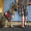 Facts About Service Dogs