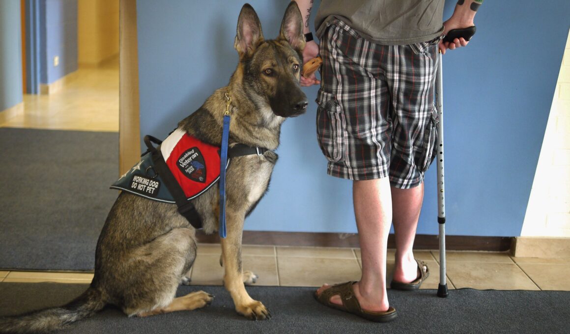 Facts About Service Dogs