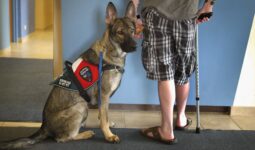 Facts About Service Dogs