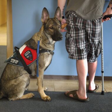 Facts About Service Dogs