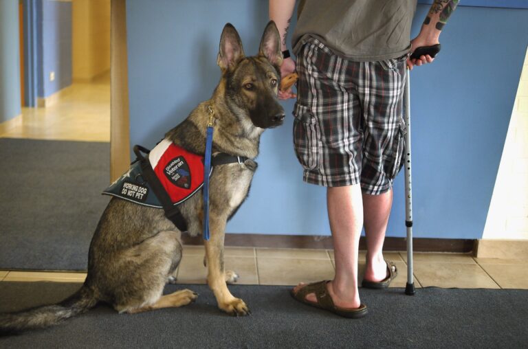 Facts About Service Dogs