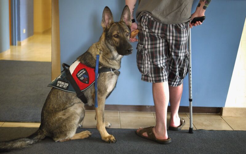 Facts About Service Dogs
