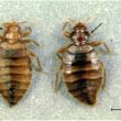 Types Of Insects That Live In Beds