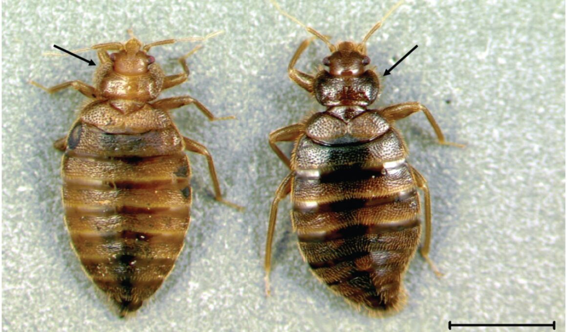 Types Of Insects That Live In Beds