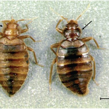 Types Of Insects That Live In Beds