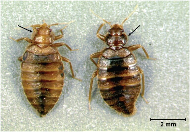 Types Of Insects That Live In Beds