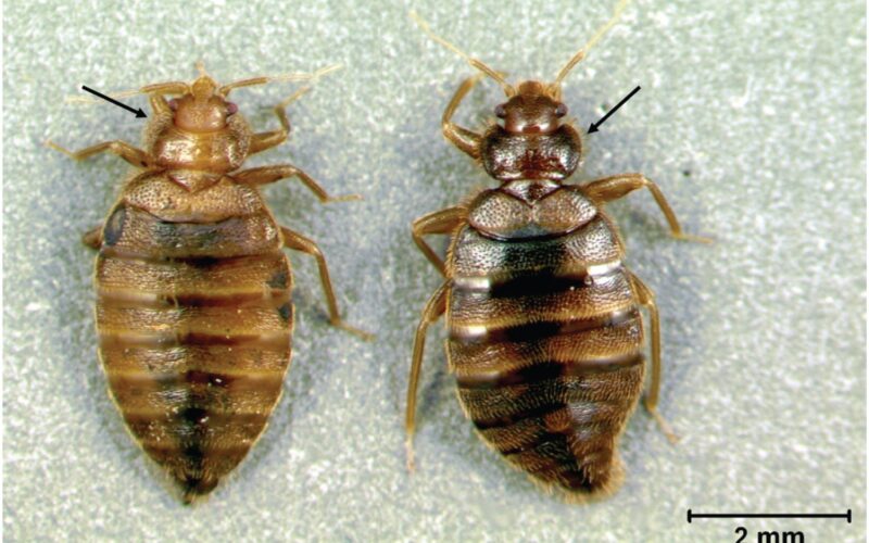 Types Of Insects That Live In Beds