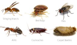 Common Household Pests