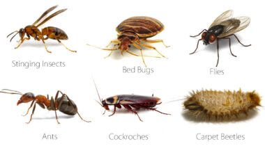Common Household Pests