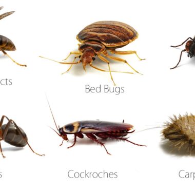 Common Household Pests
