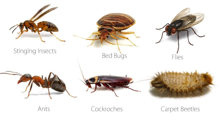Common Household Pests