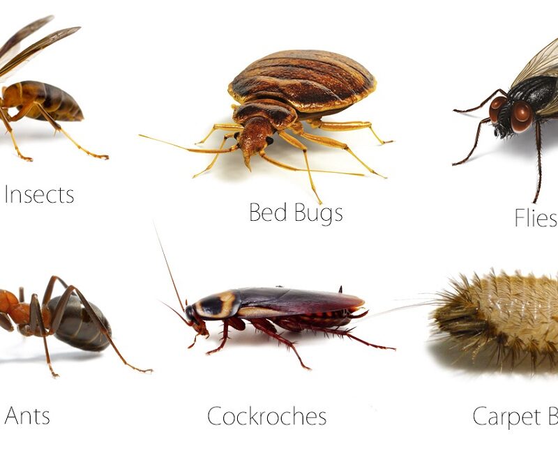 Common Household Pests