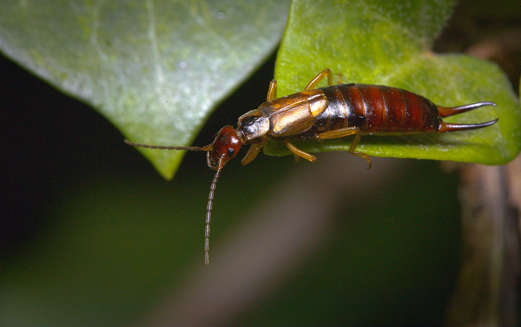 European Earwig