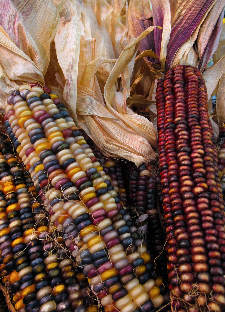 Flint Corn (Zea mays var. indurata)