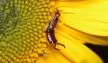 How to Get Rid of Earwigs in the Garden