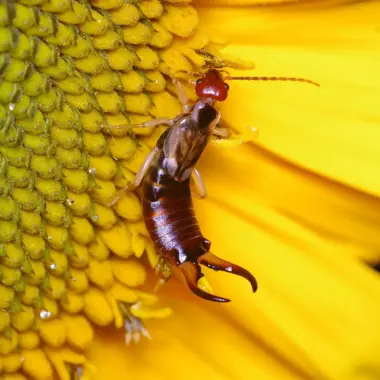 How to Get Rid of Earwigs in the Garden