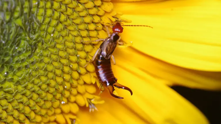 How to Get Rid of Earwigs in the Garden