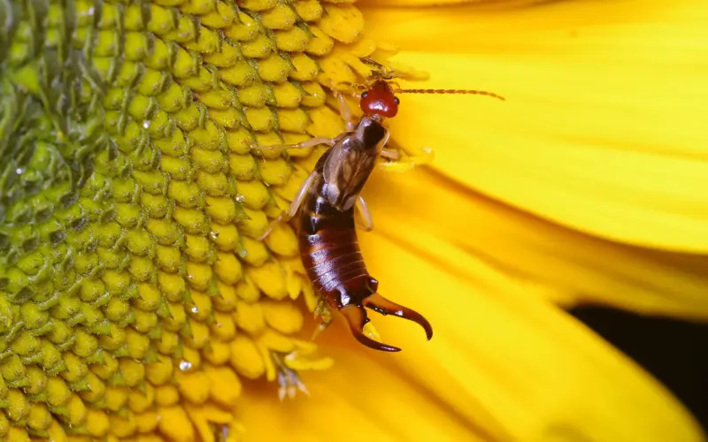 How to Get Rid of Earwigs in the Garden