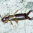 How to Get Rid of Earwigs in Your House?