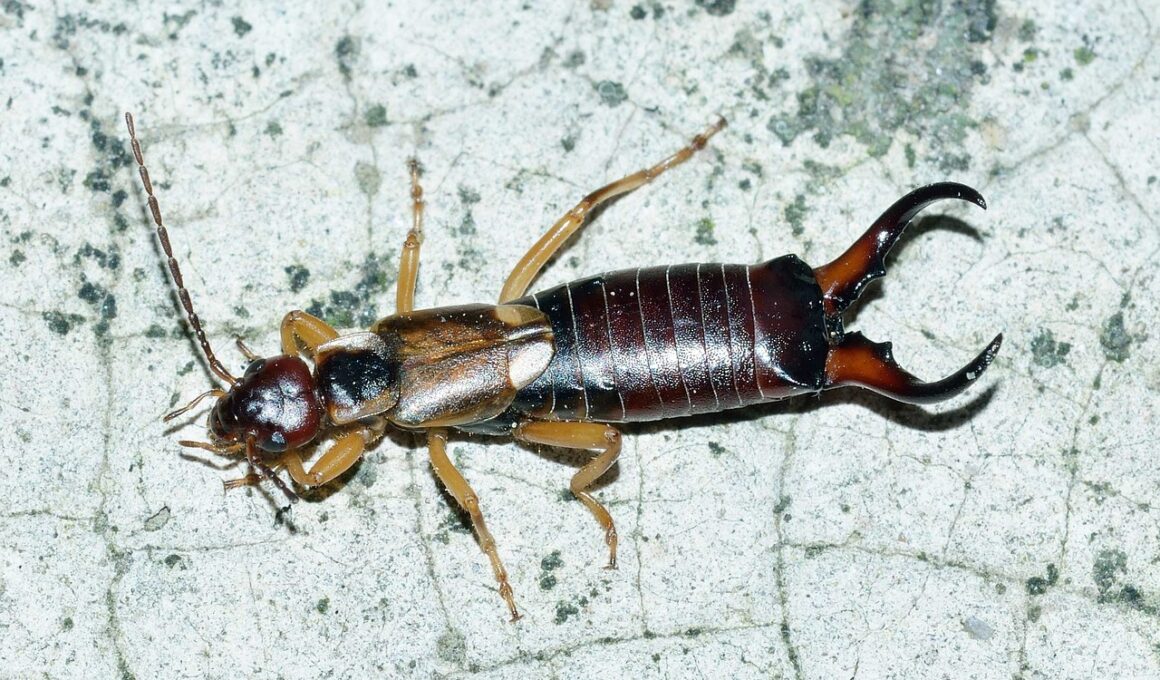 How to Get Rid of Earwigs in Your House?