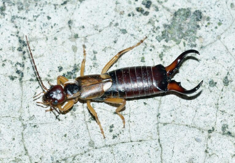 How to Get Rid of Earwigs in Your House?