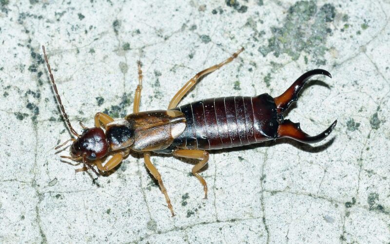 How to Get Rid of Earwigs in Your House?