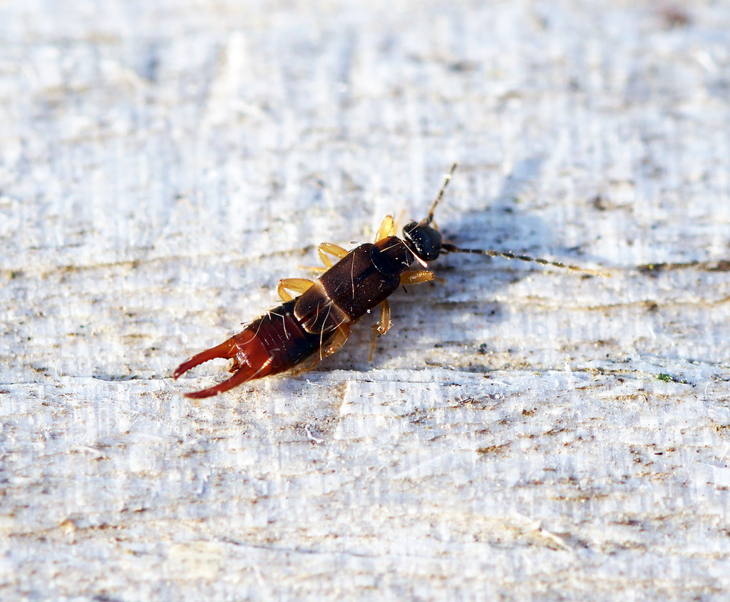 Lesser Earwig