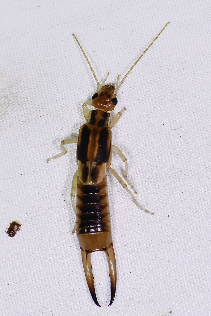 Shore Earwig