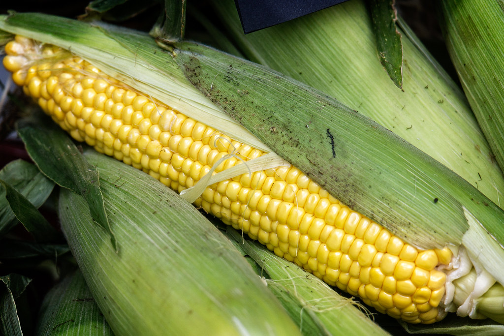 Sweet Corn (Zea mays var. saccharata)