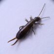 What Attracts Earwigs