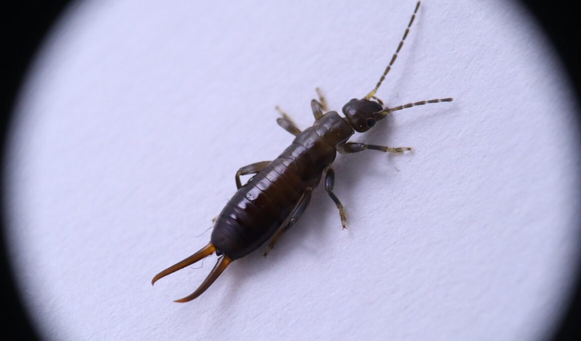 What Attracts Earwigs