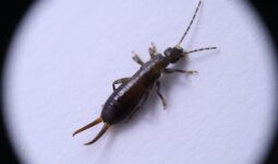 What Attracts Earwigs