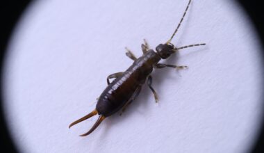 What Attracts Earwigs