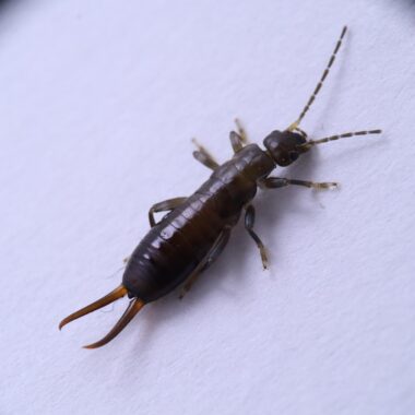What Attracts Earwigs