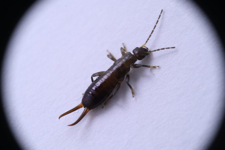 What Attracts Earwigs