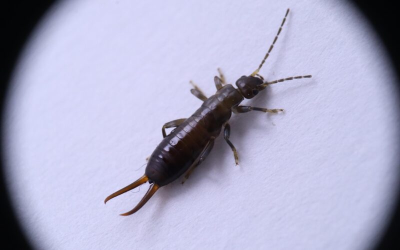 What Attracts Earwigs