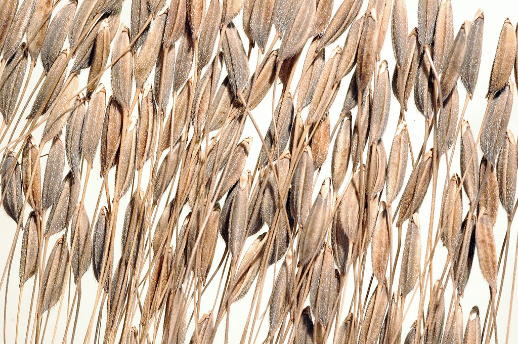 Wild Rice