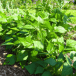 Best Companion Plants for Beans
