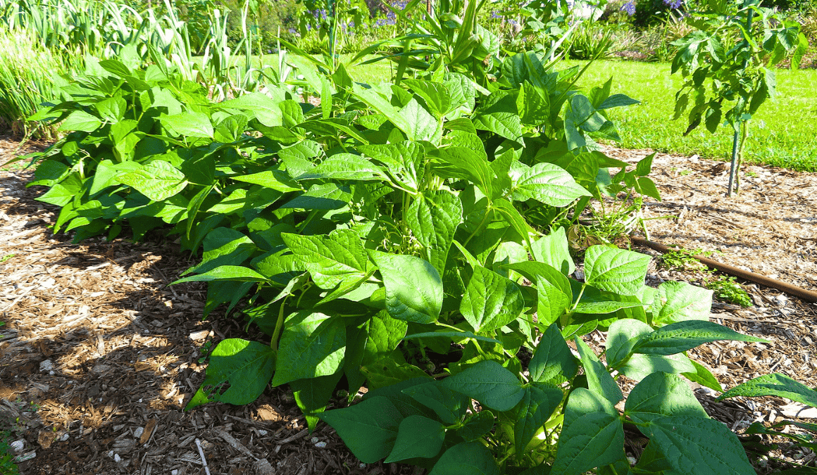 Best Companion Plants for Beans