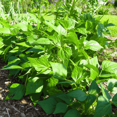 Best Companion Plants for Beans