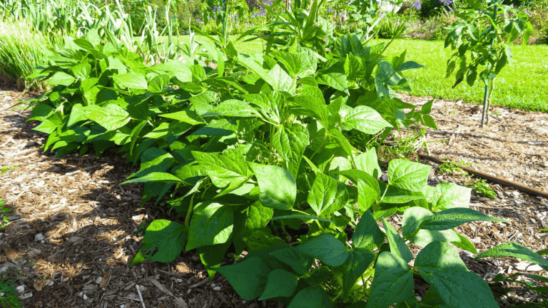 Best Companion Plants for Beans