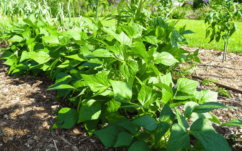 Best Companion Plants for Beans