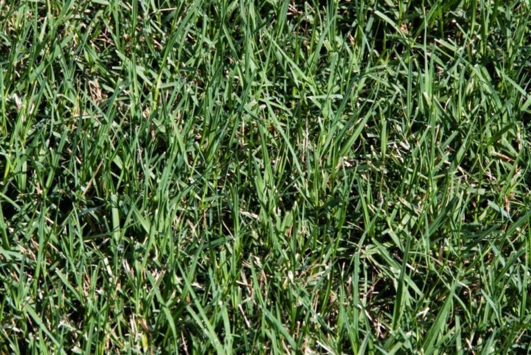 Why Most Homeowners Choose the Wrong Bermuda Grass Type (And How to Pick Better)