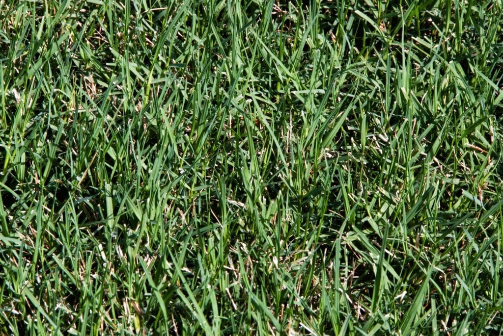 different types of bermuda grass